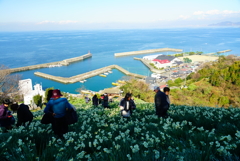 双海の水仙早満開