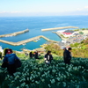 双海の水仙早満開