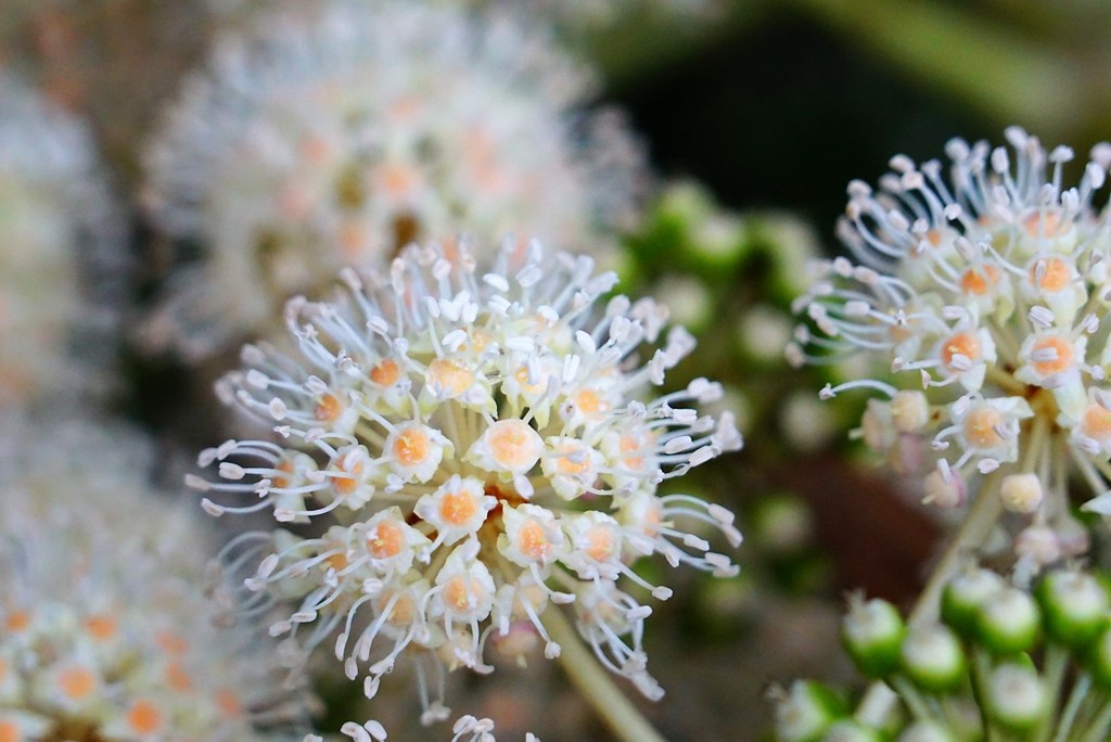 ヤツデの花？実？
