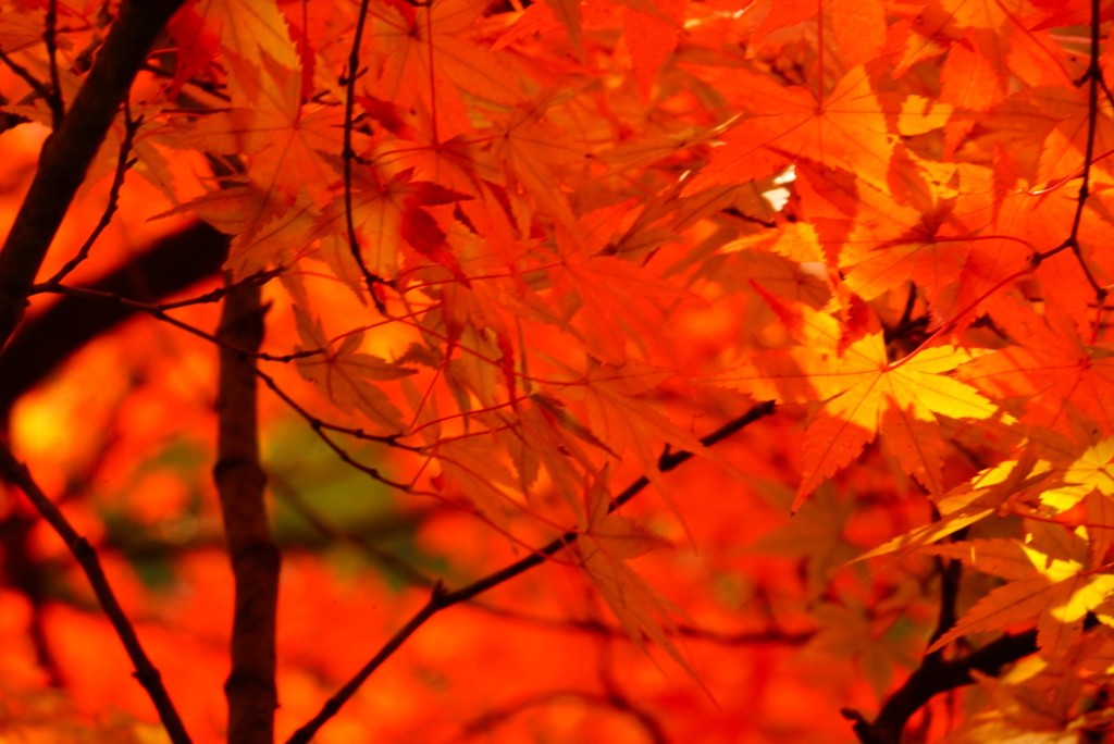 砥部町通谷池紅一色