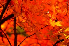 砥部町通谷池紅一色