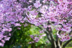 南楽園の椿寒桜2