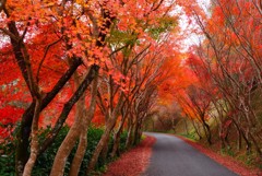 内子町龍王公園