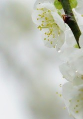 白い春