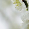 白い春