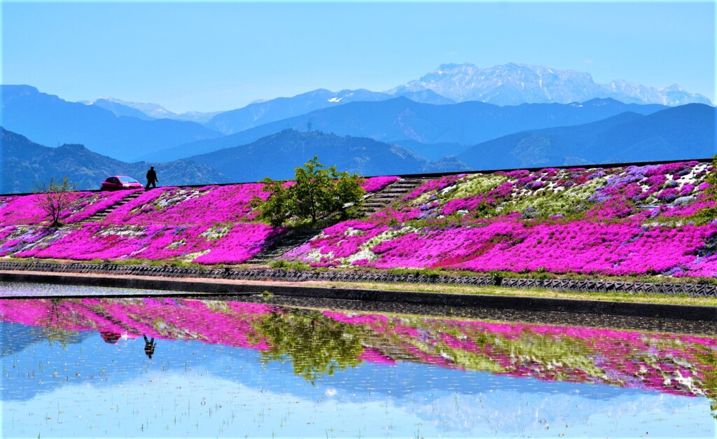 石鎚と芝桜2