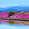 石鎚と芝桜2