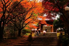 新居浜瑞応寺ずいぶん赤くなりました