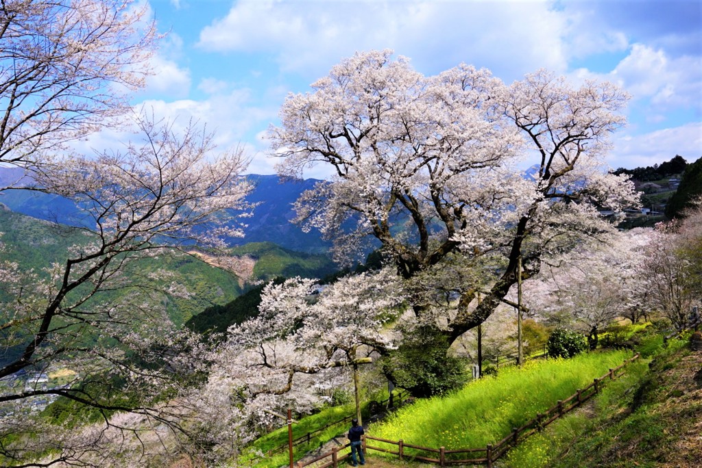 ひょうたん桜