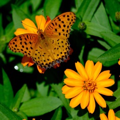 ヒョウモンチョウ