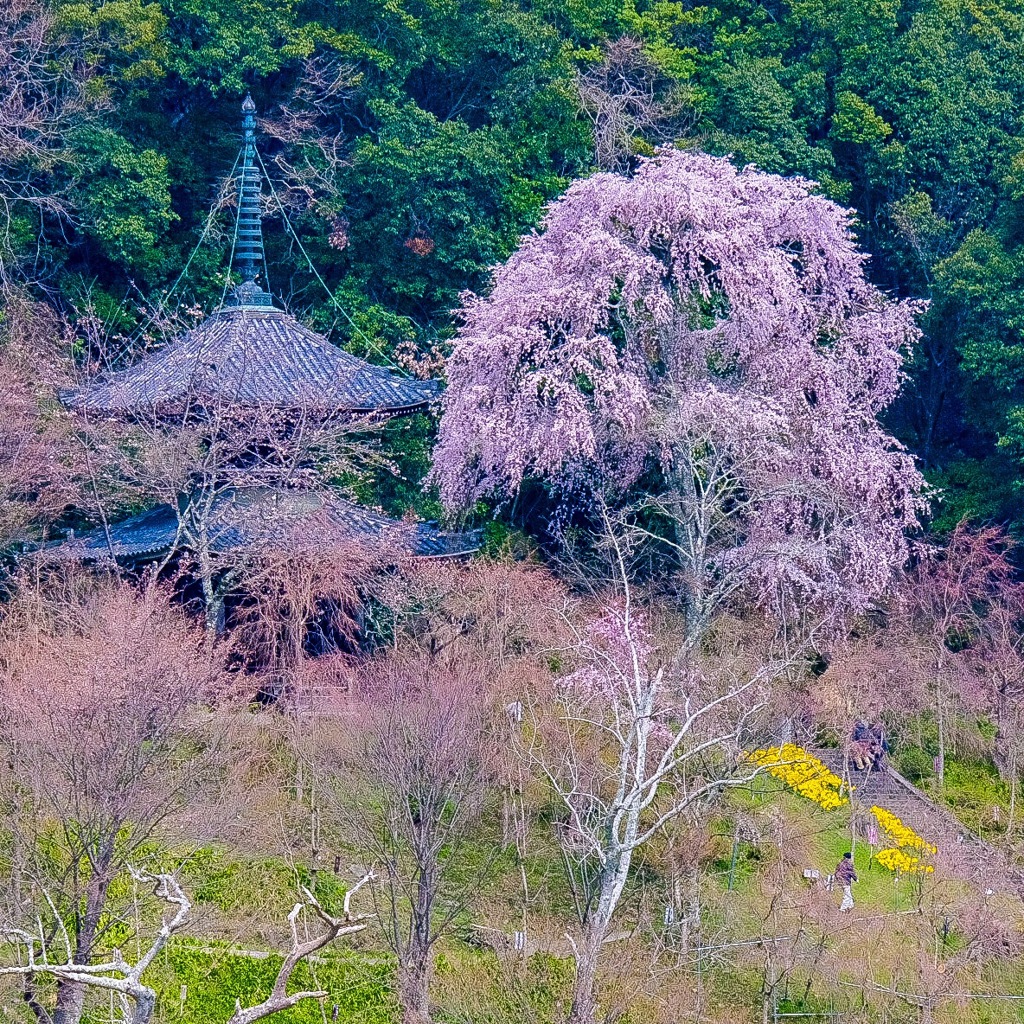 吉野山から見える山寺