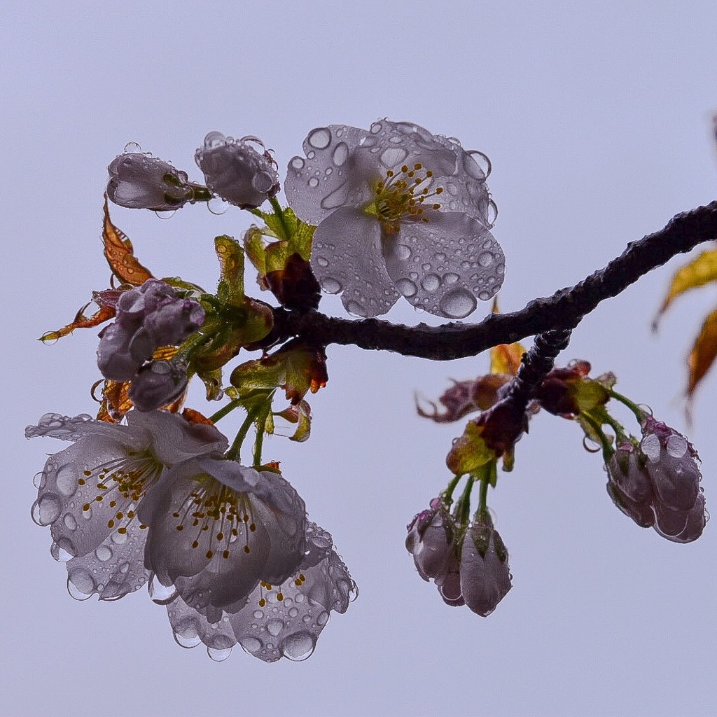 花の雨