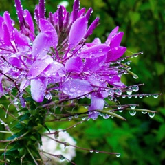 ９末にカナダで撮った花