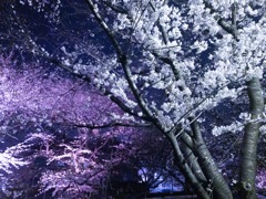 二色桜