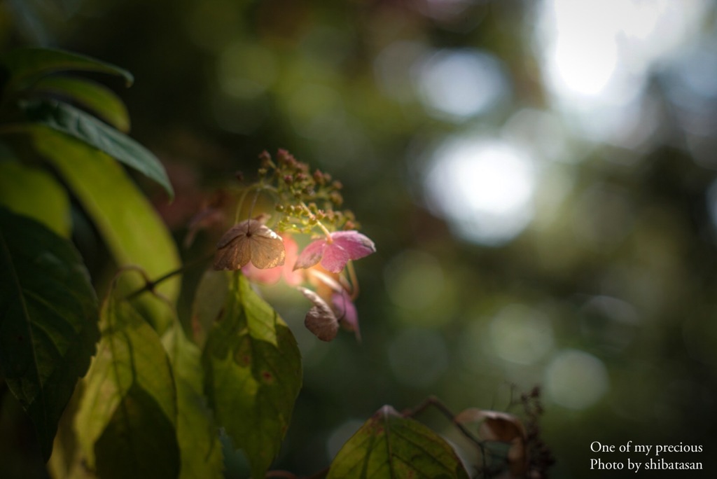 紫陽花ランプ❁︎