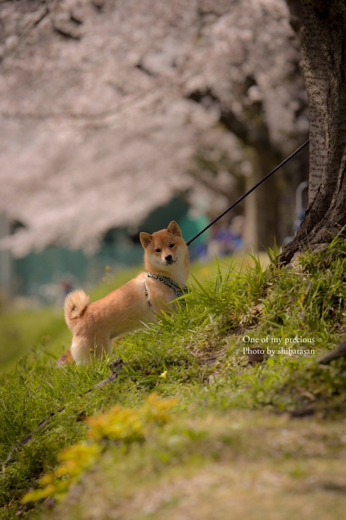 桜と愛犬アズキ❁︎