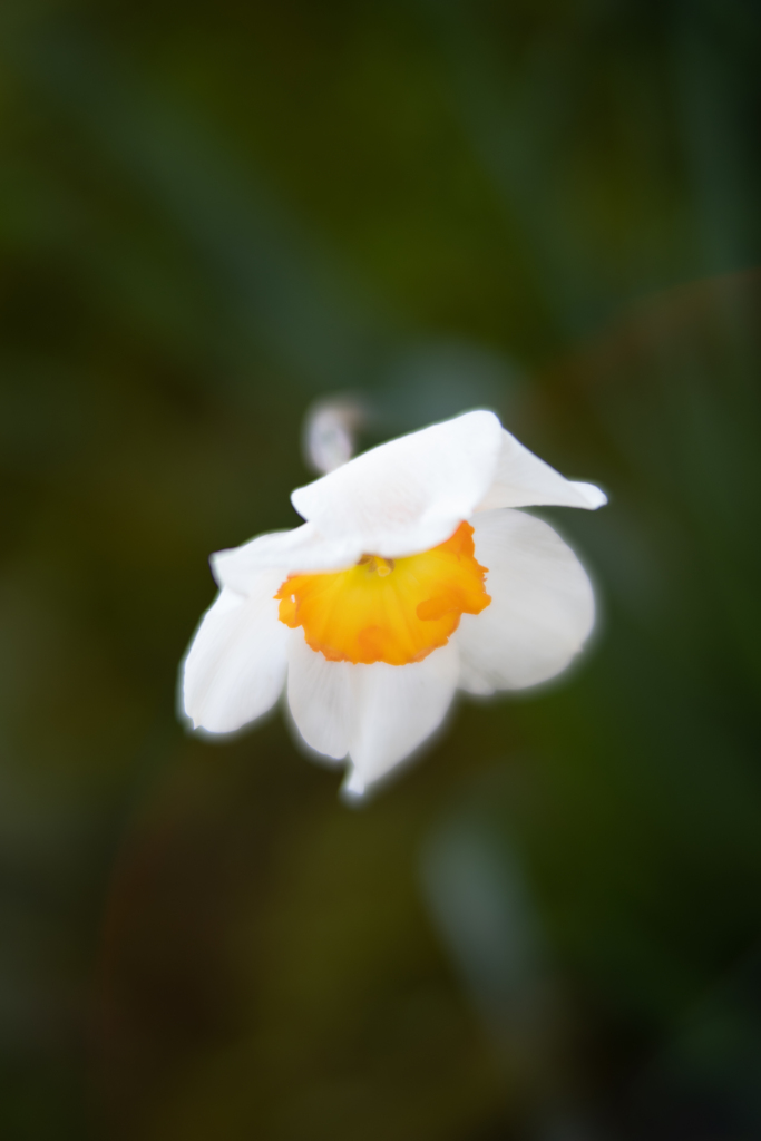 TTArtisan 50mm f/0.95
