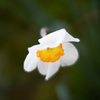 TTArtisan 50mm f/0.95