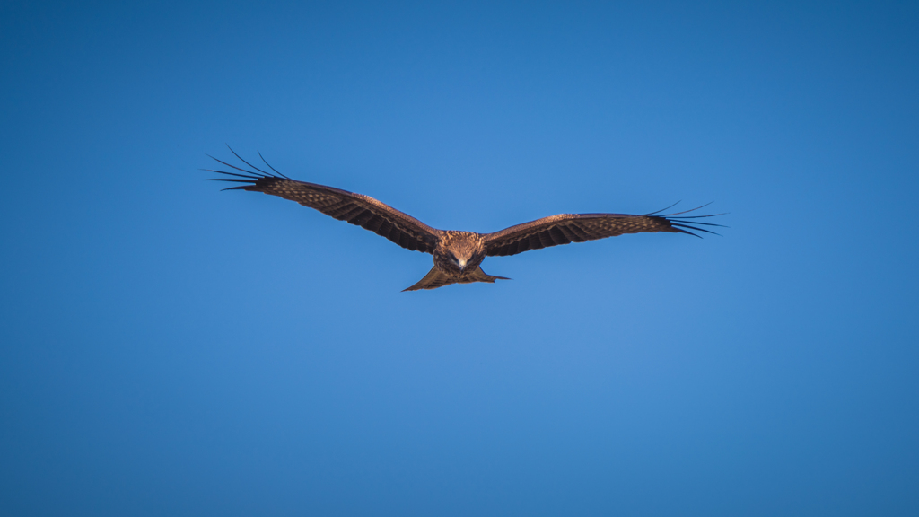鳶