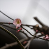 梅一輪