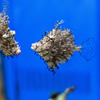 魚