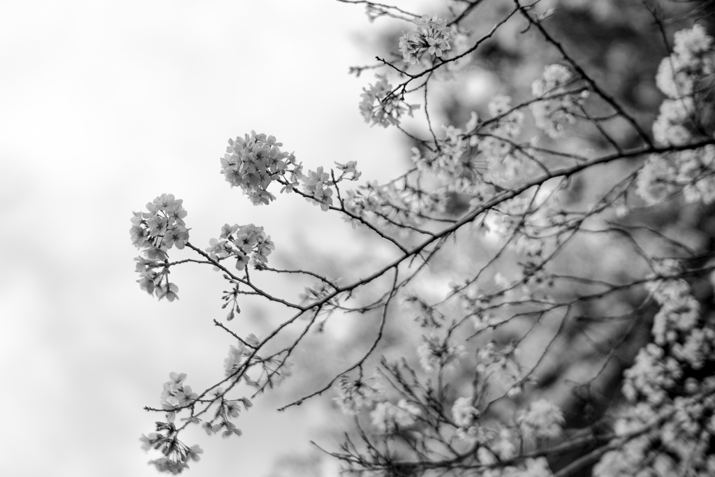 桜