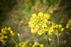 菜の花