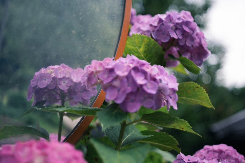 紫陽花映え
