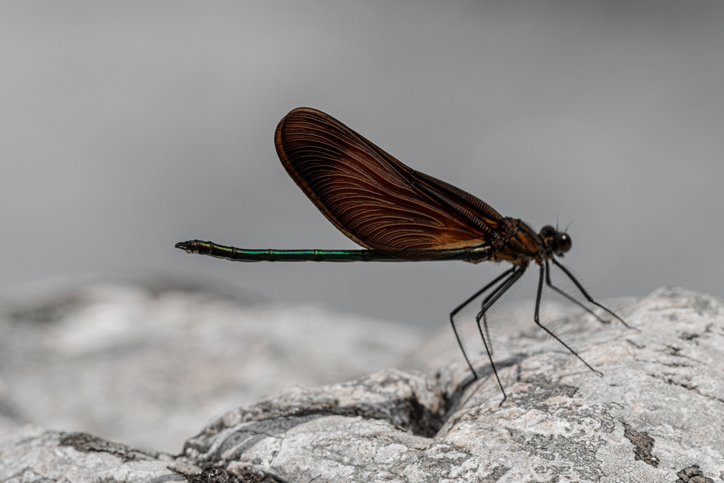 ほとけのつかい