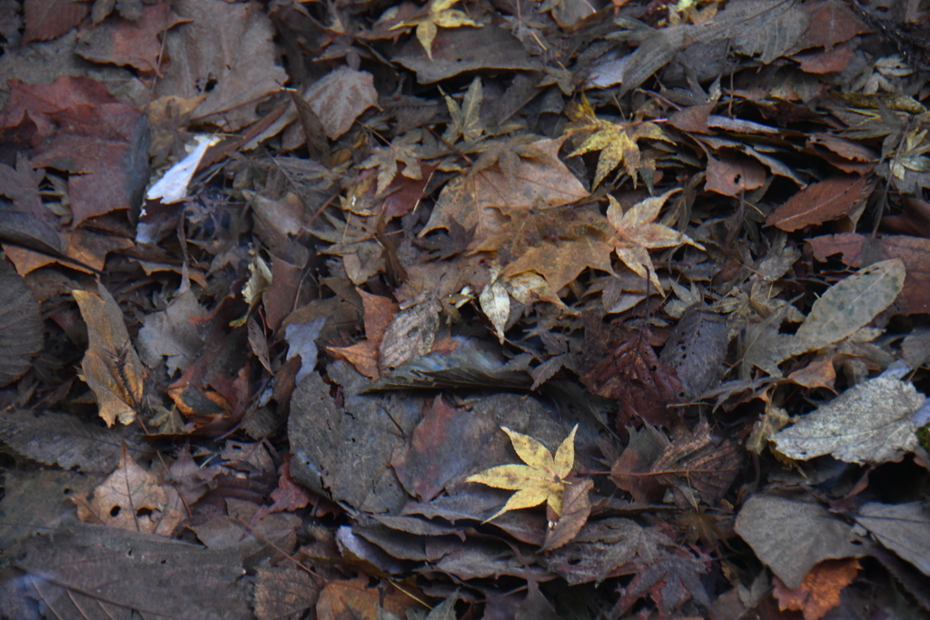 水の中の紅葉