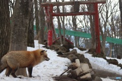 きつねと鳥居と