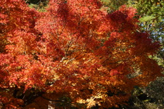 DSC09445