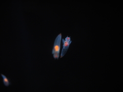 OI000345