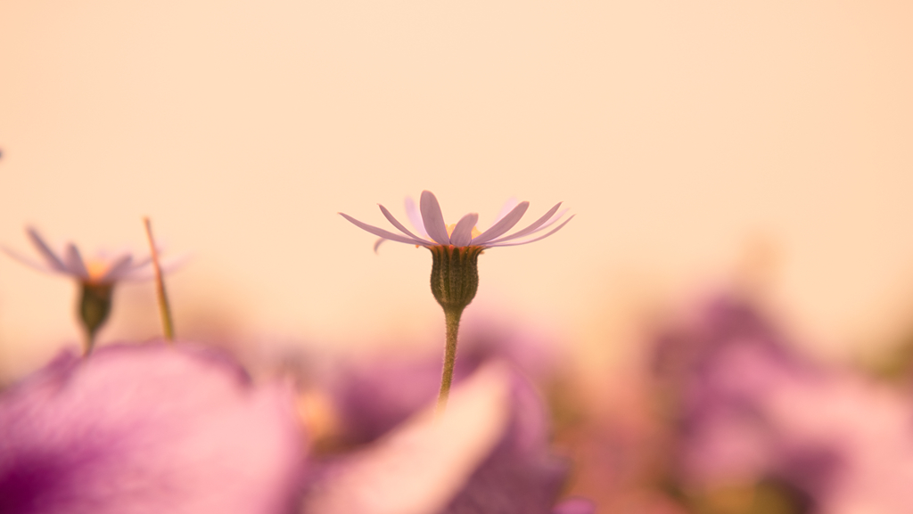 暮れ時