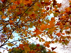 autumn color