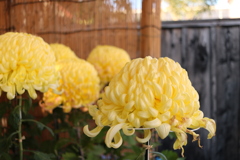 菊花展