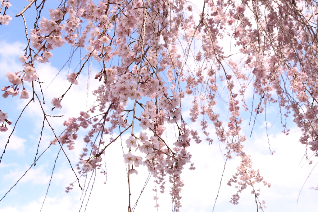 しだれ桜③