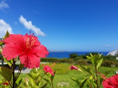 Tropical Flower