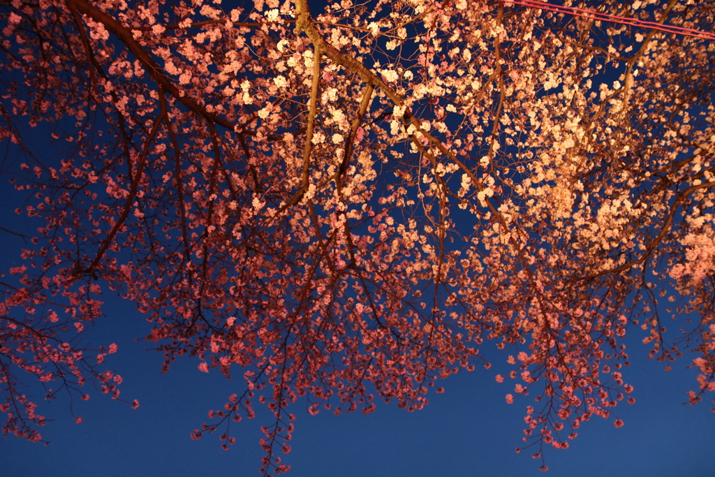 夜桜