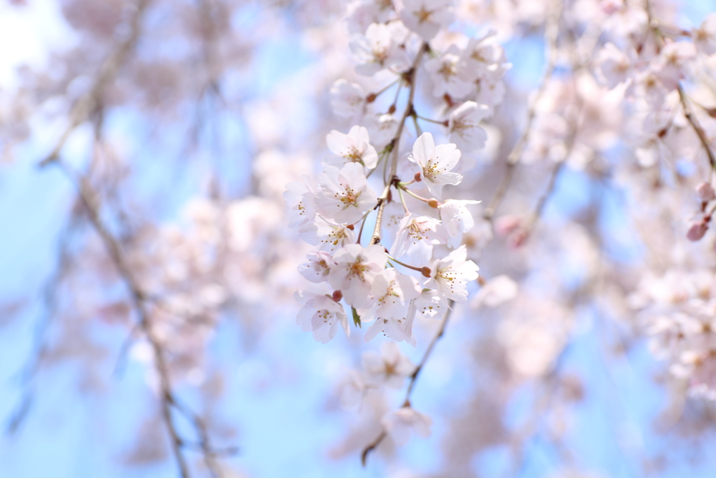 しだれ桜