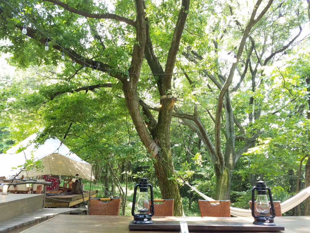 forest