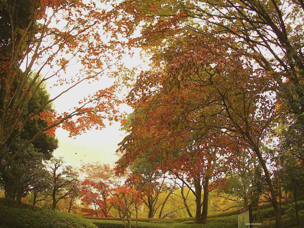 Fall