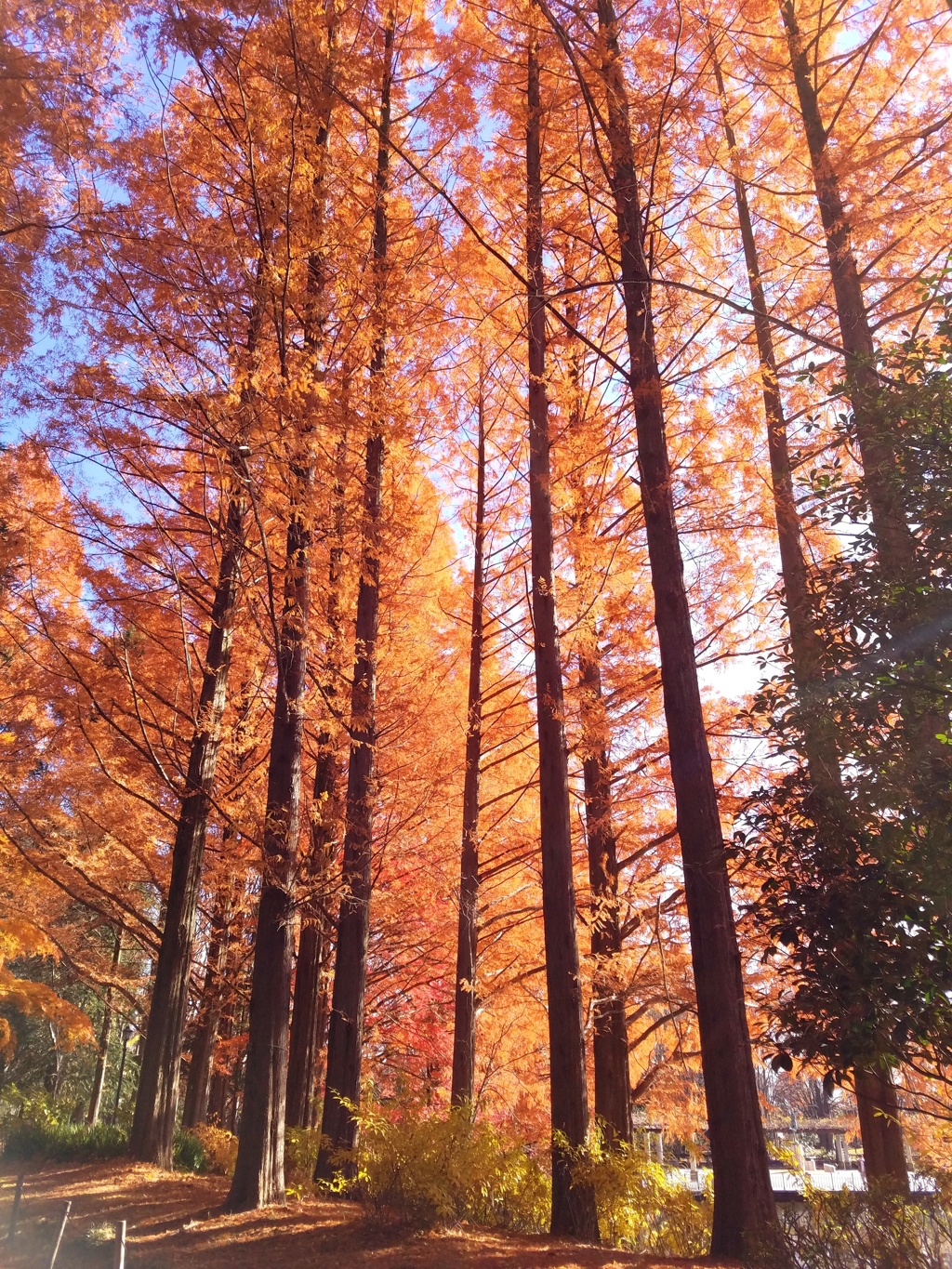 autumn