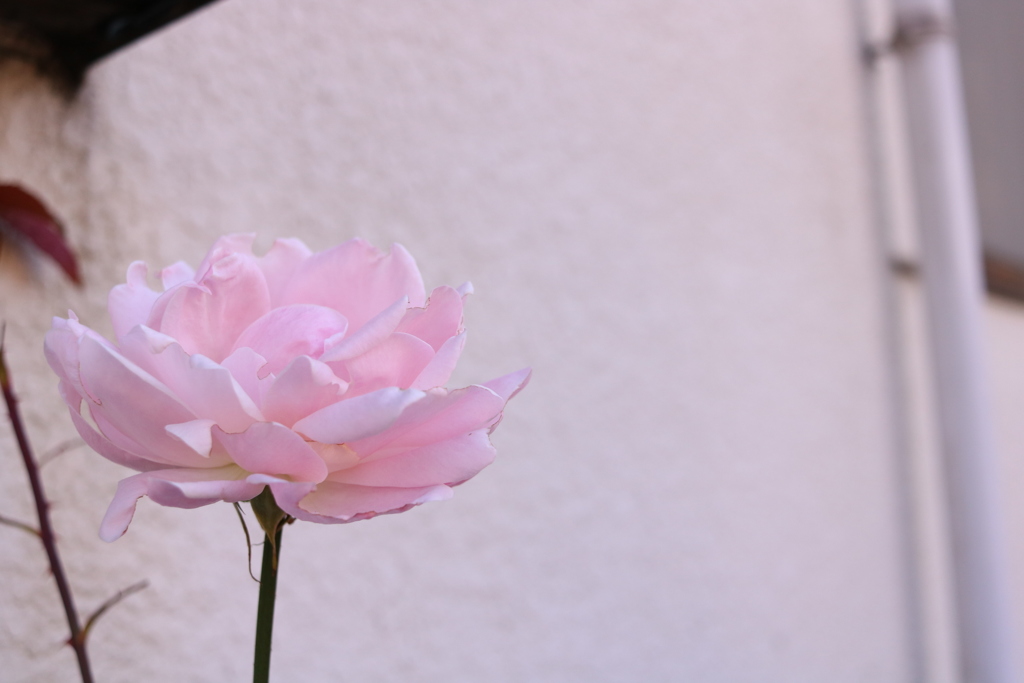 路地に咲く一輪花