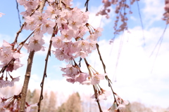 しだれ桜②