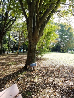 お散歩