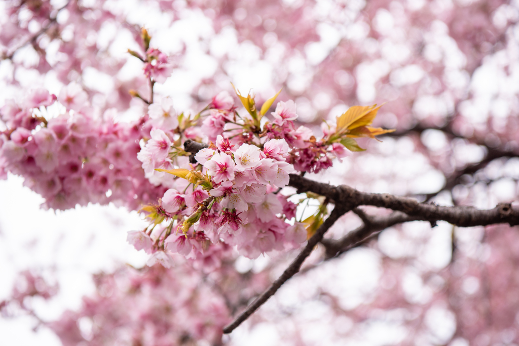 上野恩賜公園の桜は早くも満開【スルーででOK!!】