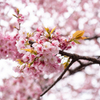 上野恩賜公園の桜は早くも満開【スルーででOK!!】
