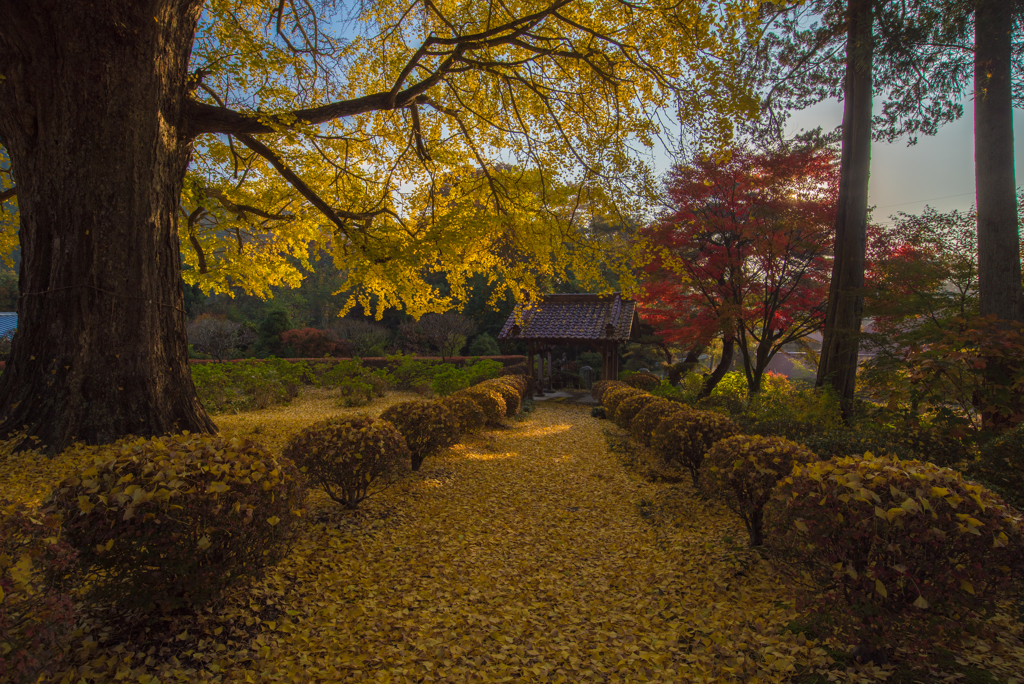 銀杏舞う高徳寺