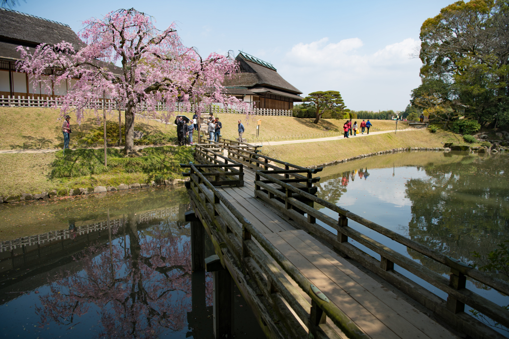 桜への橋